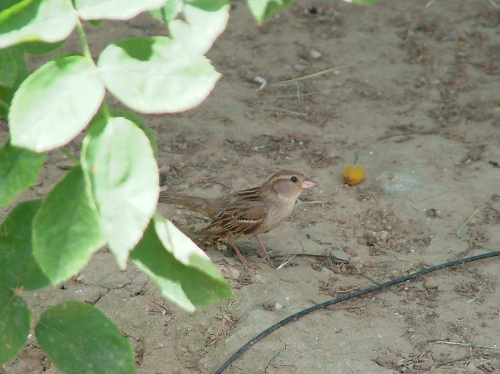 Passer domesticus: all''improvviso... un uccellino!